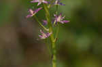 Osceola's plume <BR>Death camas <BR>Crow poison